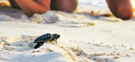 Sea Turtle Panama City Beach